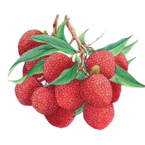Litchis